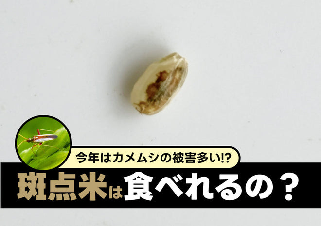 カメムシ被害のお米