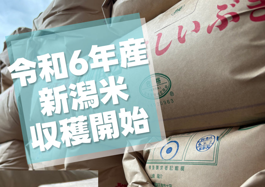 令和6年産新米収穫開始