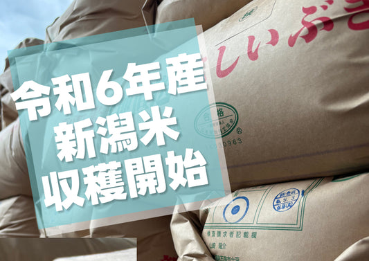 令和6年産新米収穫開始