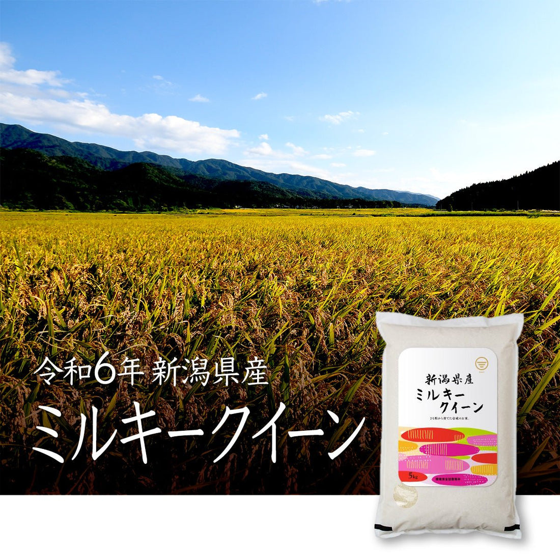 【どこ産が美味しい？】もちもち食感「ミルキークイーン」の産地紹介 - 新潟のお米 通販 - 米杜氏【公式】オンラインショップ