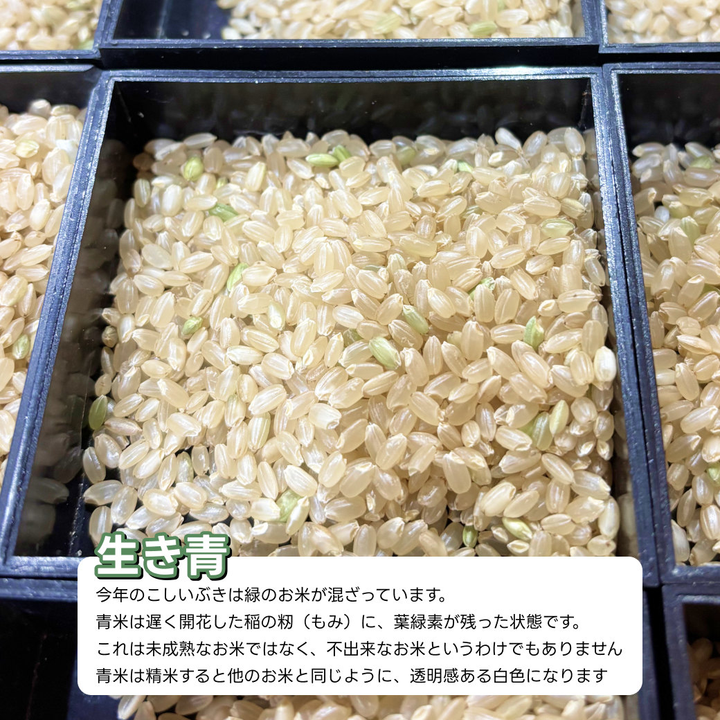 令和７年産こしいぶき玄米