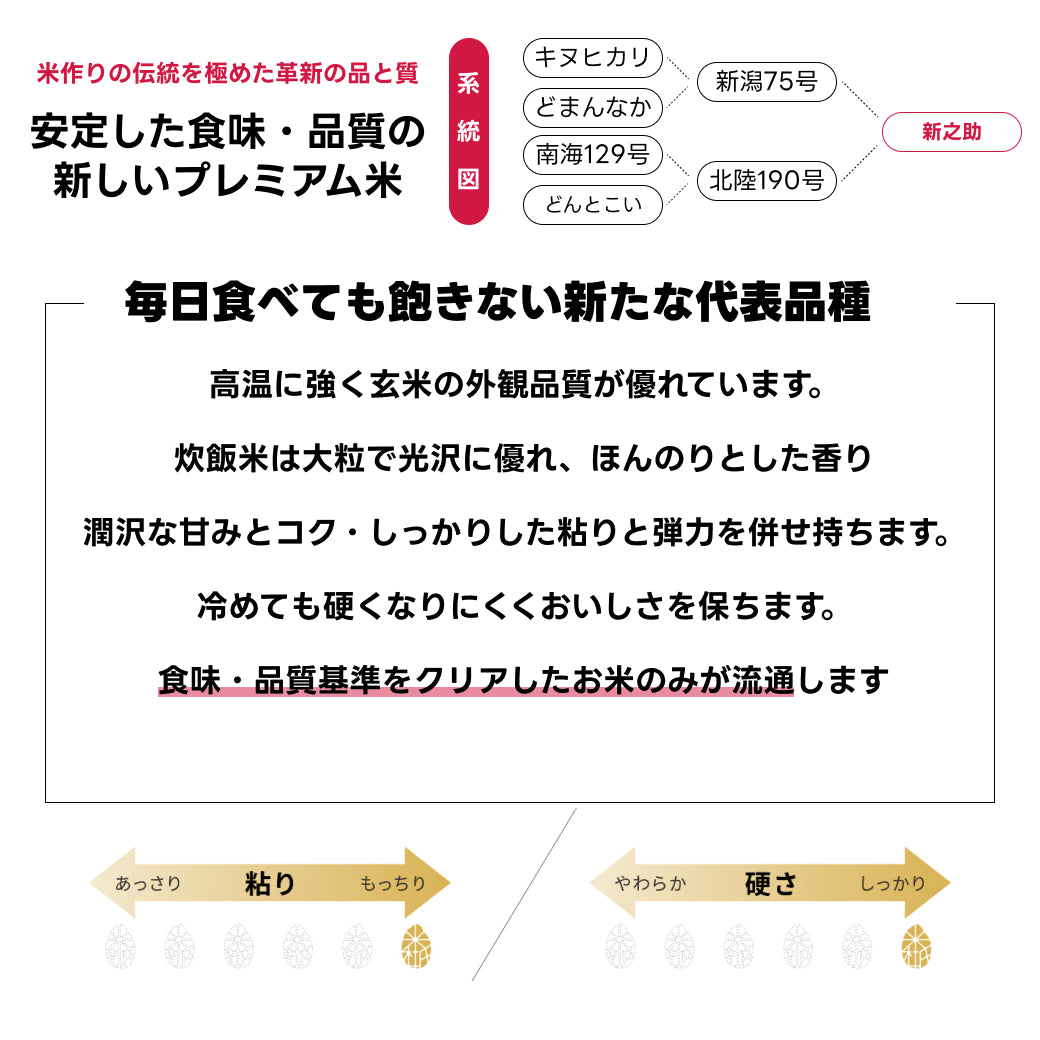 お米 新潟産 新之助 5kg しんのすけ 令和6年産